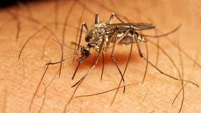 Gesuprax, Baunscheidt-Verfahren, alles begann mit den Mücken